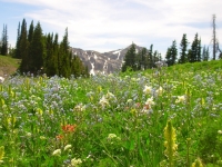 Wildflowers galore